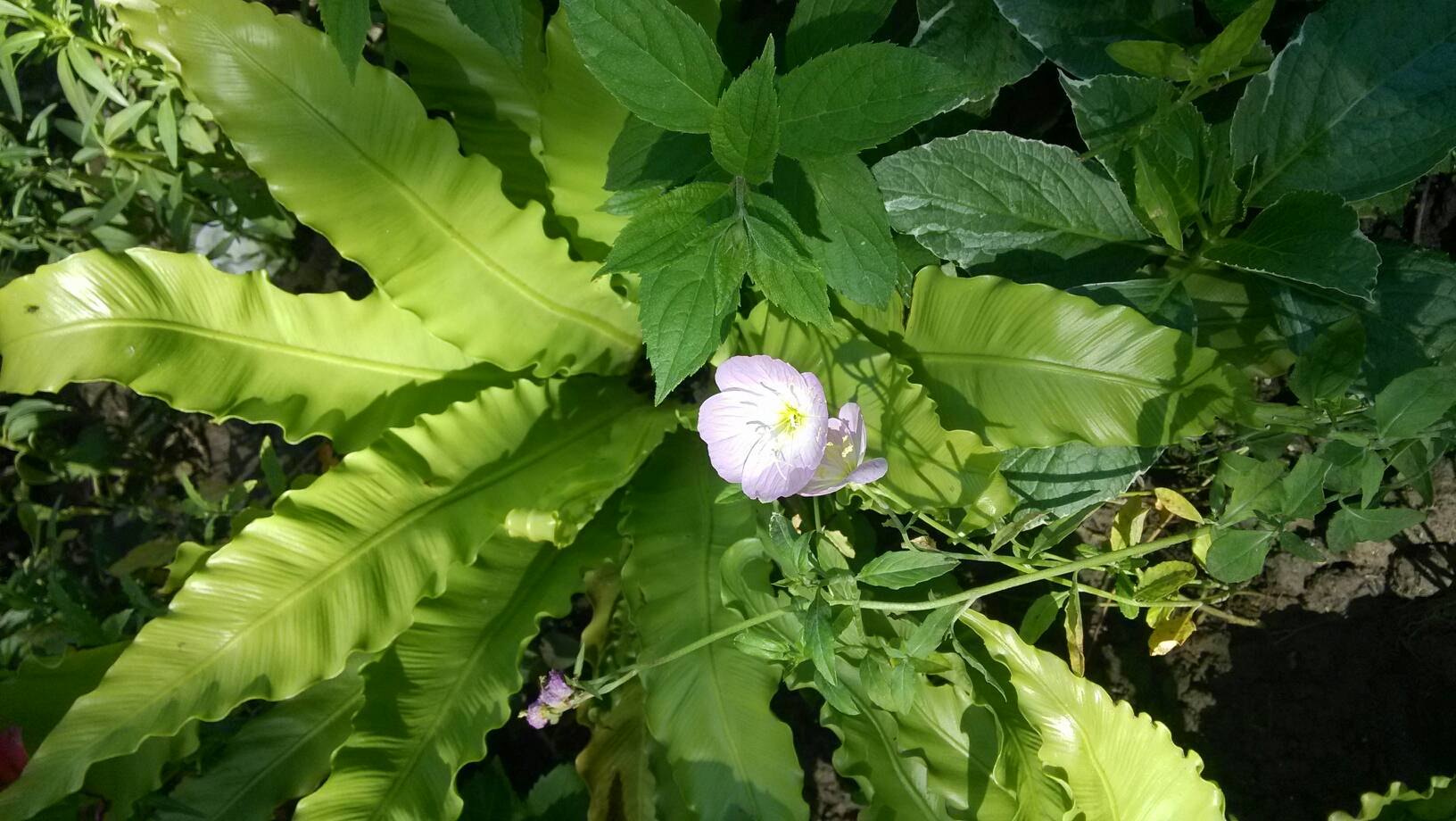 极品老师腿张开粉嫩小泬